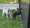 Skye; An Italian Greyhound-Mix - Photo 5