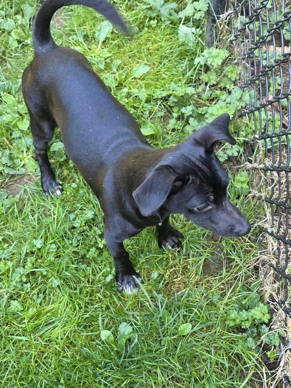 Skye; An Italian Greyhound-Mix
