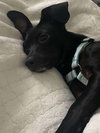 Skye; An Italian Greyhound-Mix - Photo 4