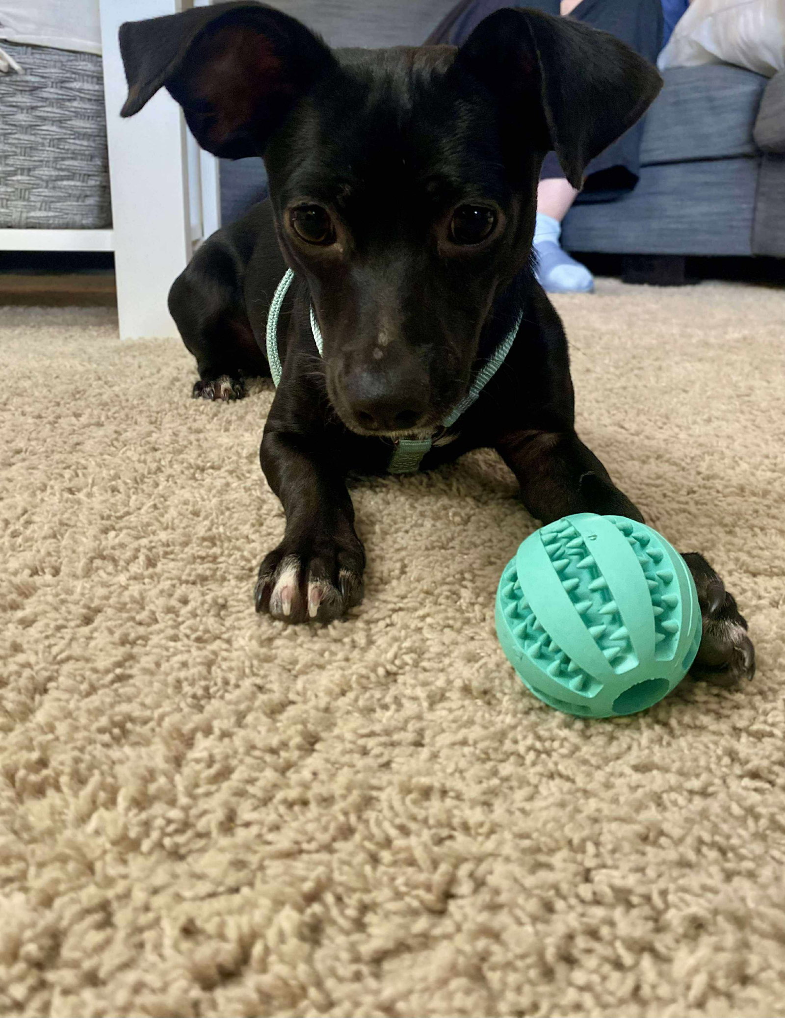 Skye; An Italian Greyhound-Mix