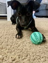Skye; An Italian Greyhound-Mix - Photo 1
