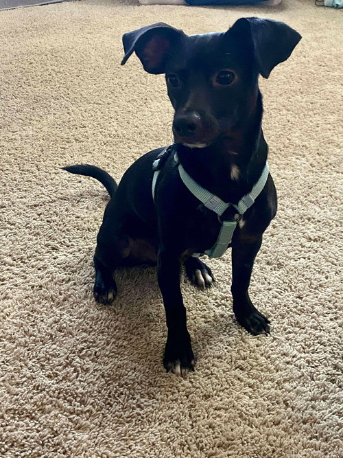 SKYE; AN ITALIAN GREYHOUND-MIX - Italian Greyhound available for adoption