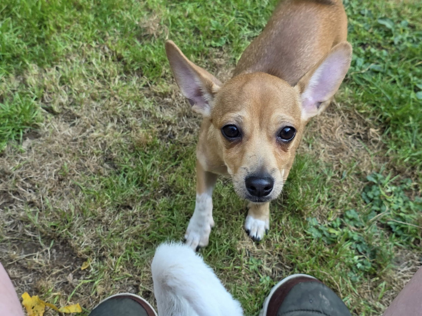 Artie 6 months, Chihuahua-Basenji puppy