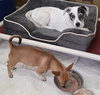 Artie, A Basenjie-Chihuahua puppy - Photo 3