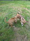 Artie, A Basenjie-Chihuahua puppy - Photo 4