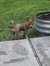 Artie, A Basenjie-Chihuahua puppy - Photo 5
