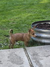 Artie, A Basenjie-Chihuahua puppy - Photo 6