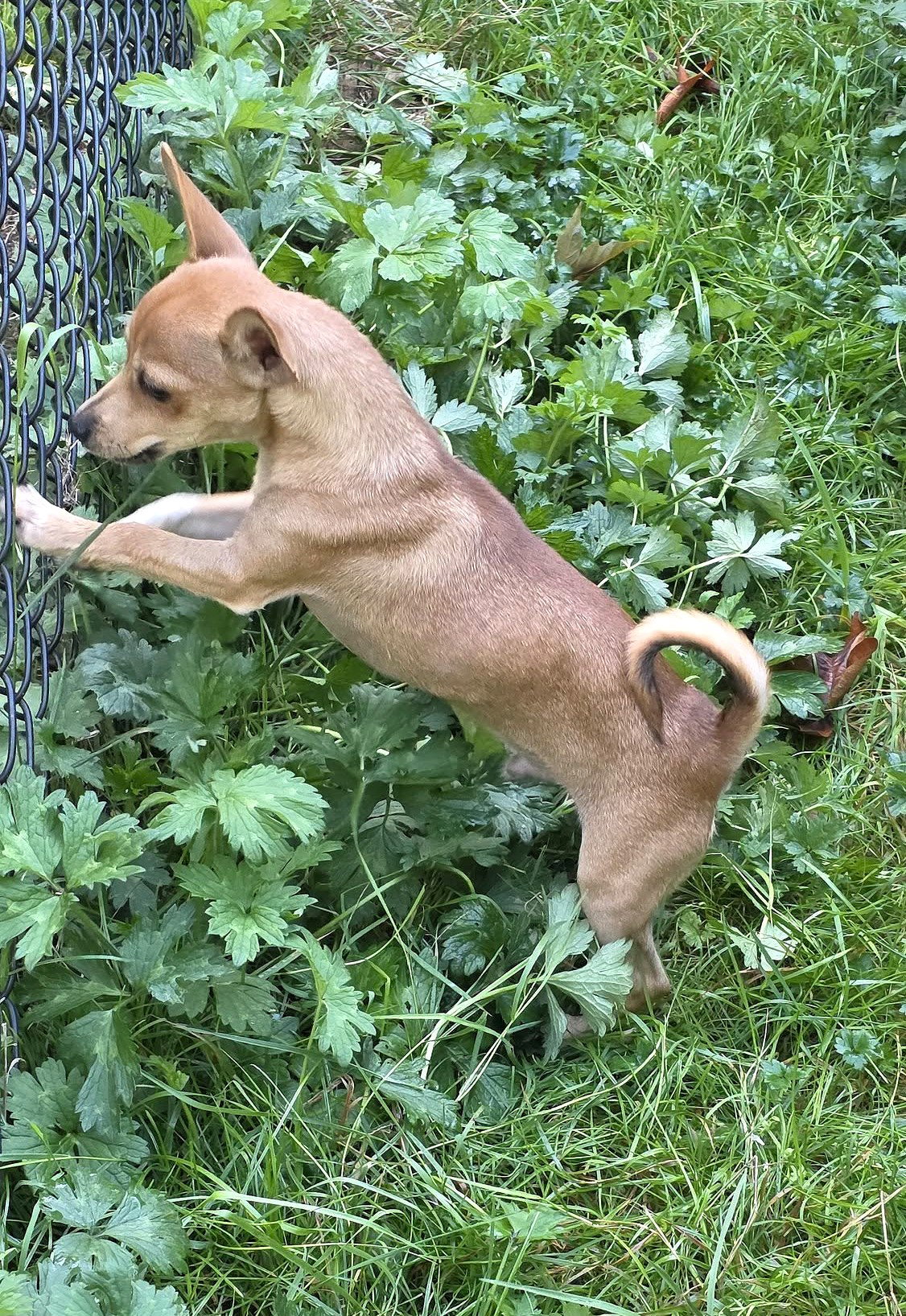 Artie, A Basenjie-Chihuahua puppy Image