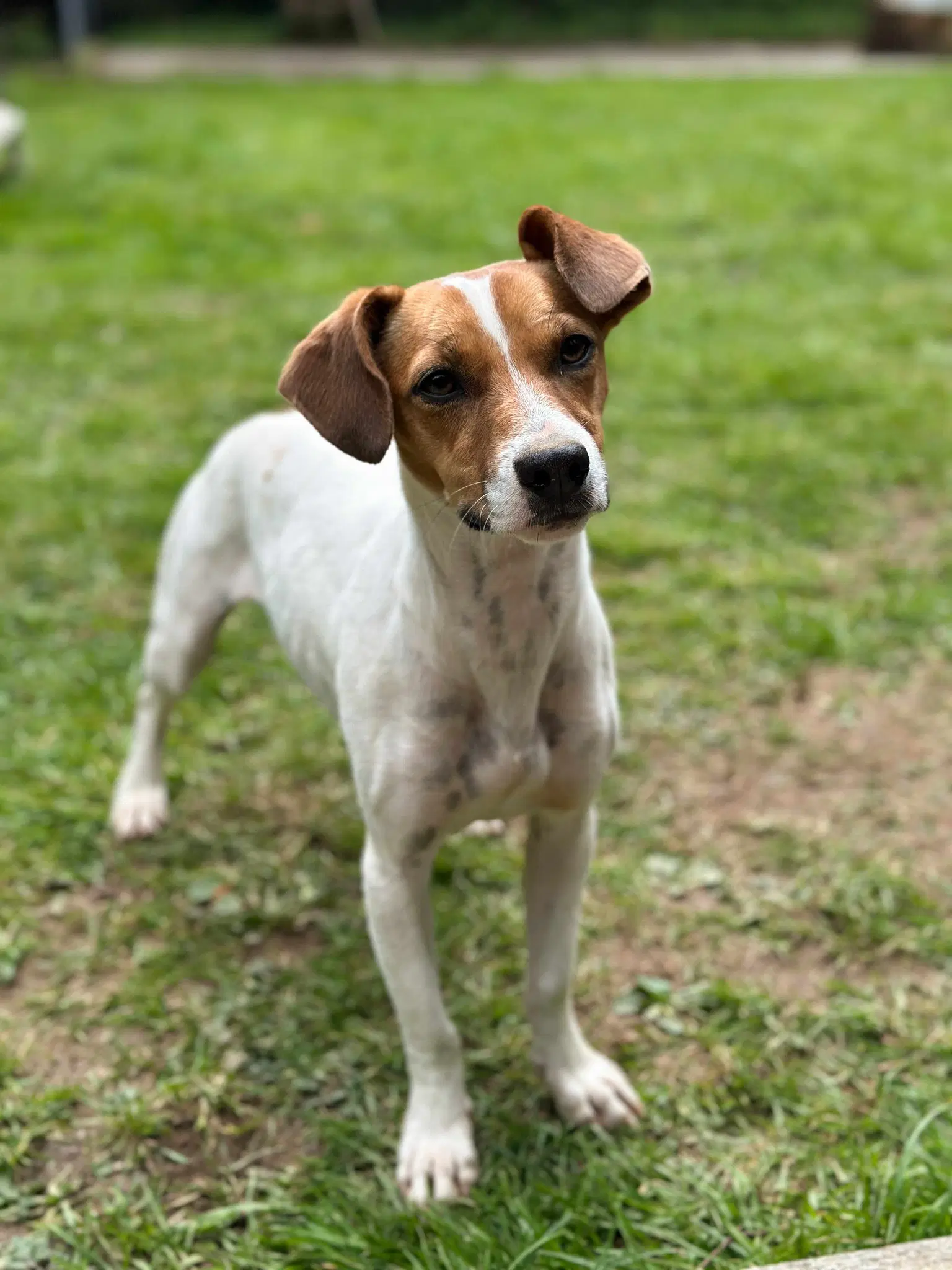 Nyssa A Jackawhip A Designer Breed - Jack Russell Terrier-Whippet