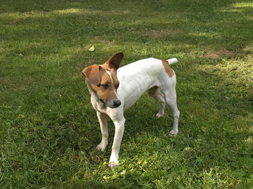 NYSSA A JACKAWHIP (A DESIGNER BREED) - Jack Russell Terrier / Whippet available for adoption