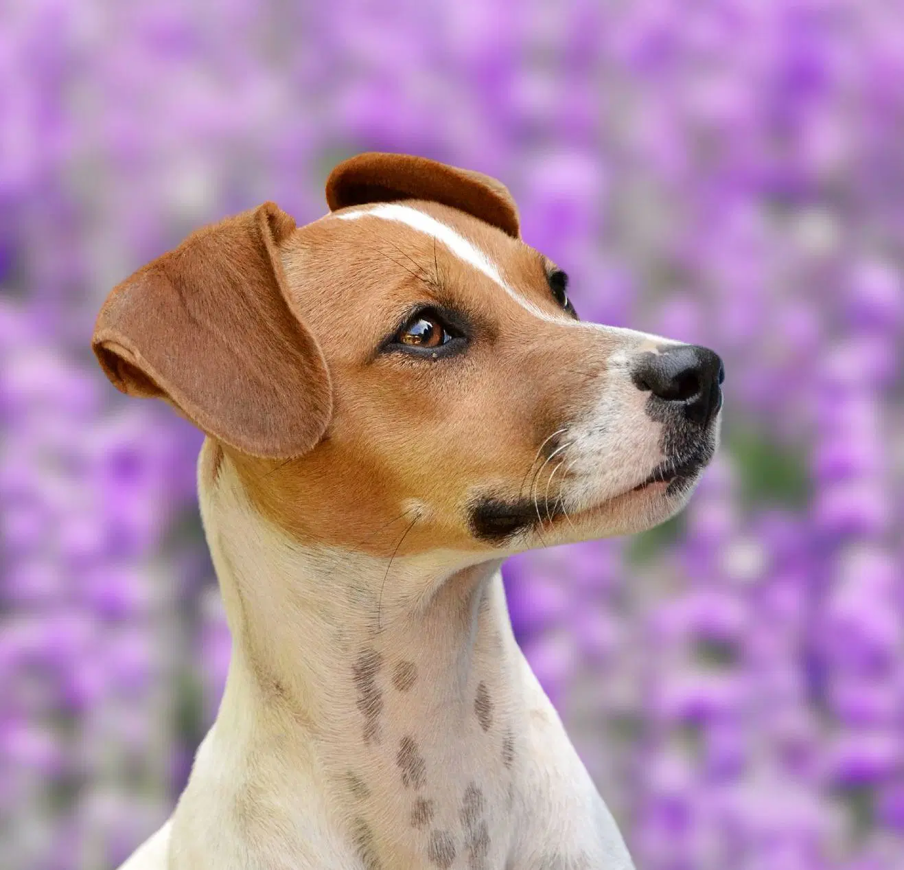 Nyssa A Jackawhip A Designer Breed image 3
