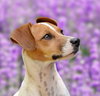 Nyssa A Jackawhip (A designer breed) - Photo 3