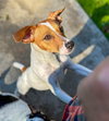 Nyssa A Jackawhip (A designer breed) - Photo 4