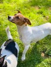 Nyssa A Jackawhip (A designer breed) - Photo 5