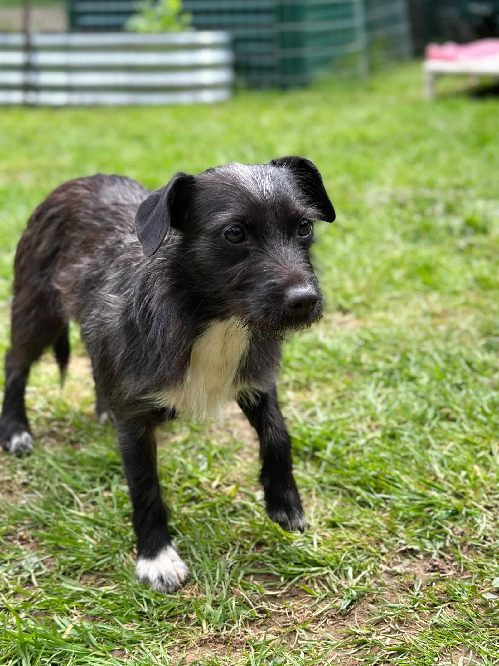 Luna A Dachshund-Terrier Mix - Dachshund