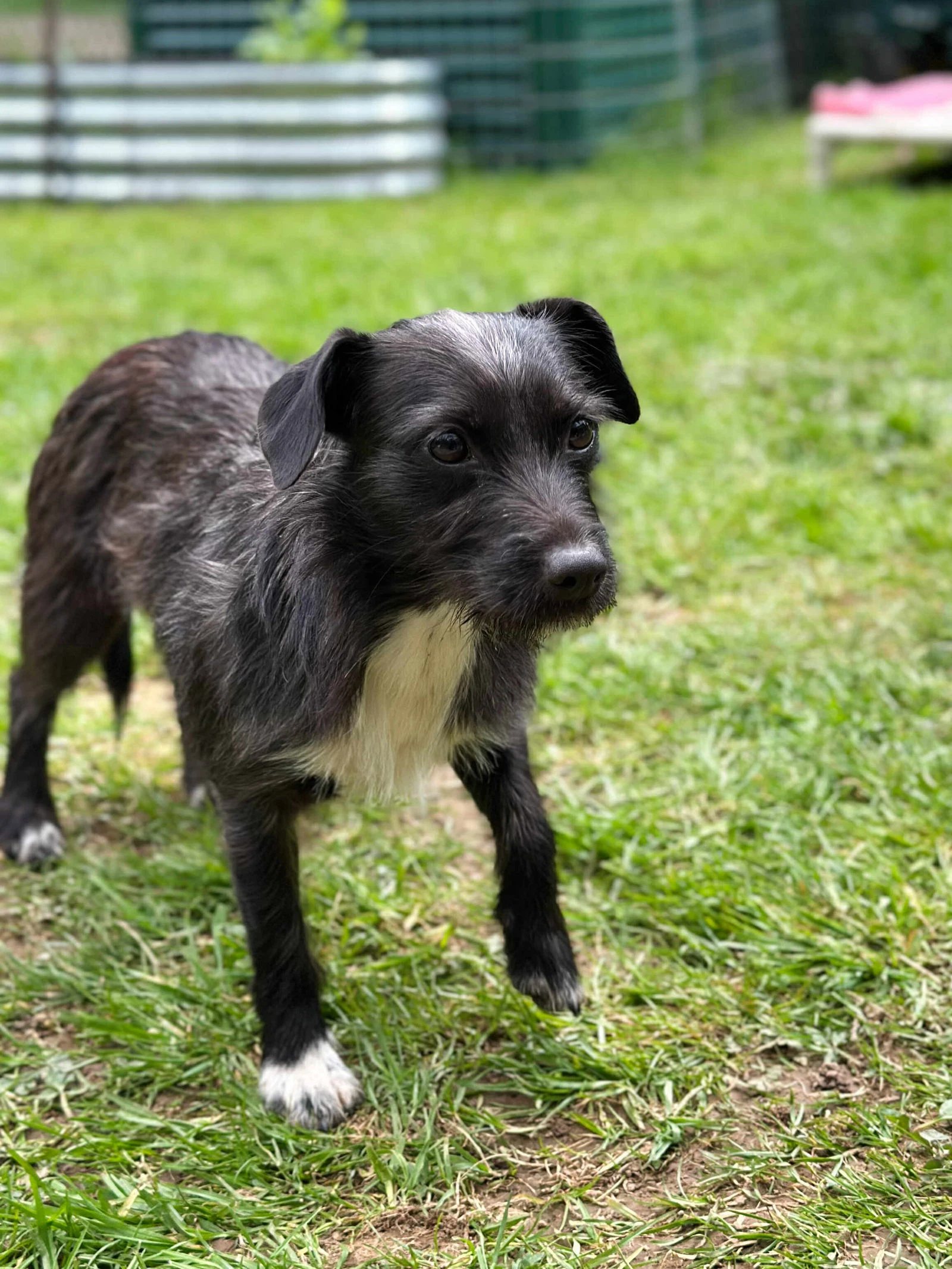 Luna A Dachshund-Terrier Mix