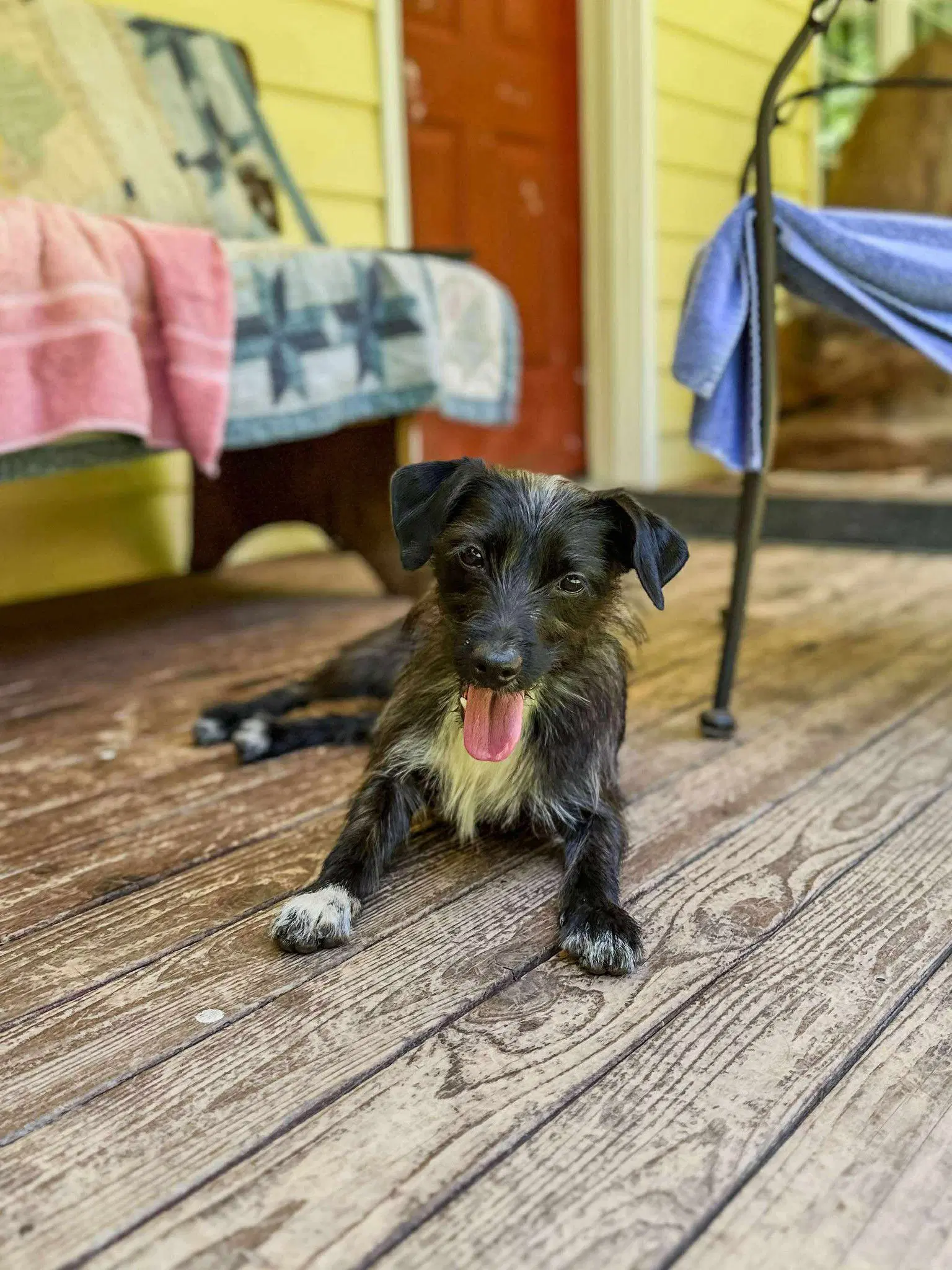Luna A Dachshund-Terrier Mix image 2