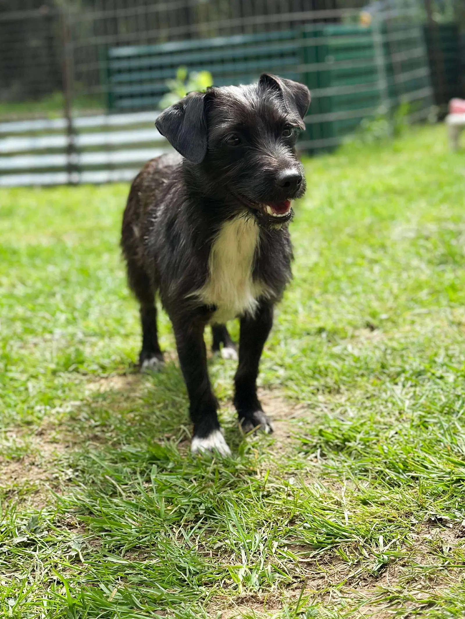 Luna A Dachshund-Terrier Mix image 3