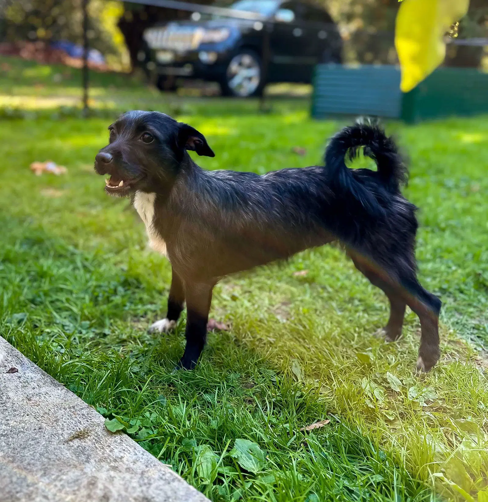 Luna A Dachshund-Terrier Mix image 4