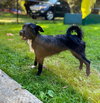 Luna, A Dachshund-Terrier mix - Photo 4
