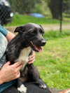 Luna, A Dachshund-Terrier mix - Photo 5