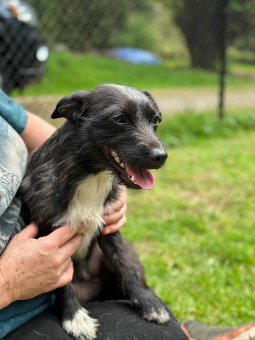 Luna, A Dachshund-Terrier mix photo 5