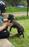 Luna, A Dachshund-Terrier mix - Photo 6