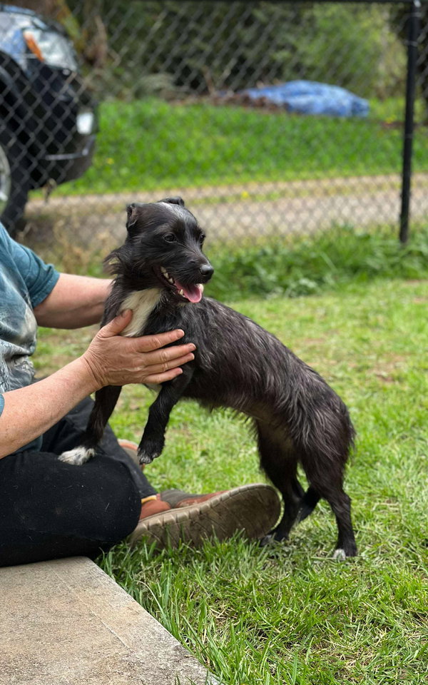 Luna, A Dachshund-Terrier mix