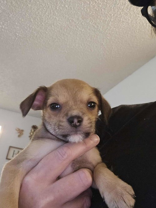 picture of the dog needing adoption