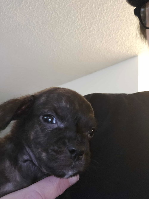 picture of the dog needing adoption