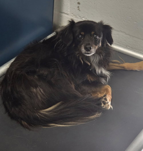 picture of the dog needing adoption