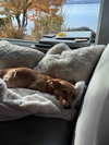 Libby, a young Female Dachshund Corgi - Photo 2