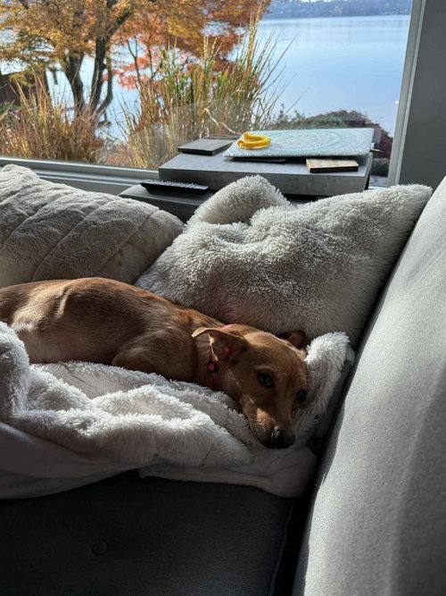 LIBBY, A YOUNG FEMALE DACHSHUND CORGI - Dachshund / Corgi available for adoption