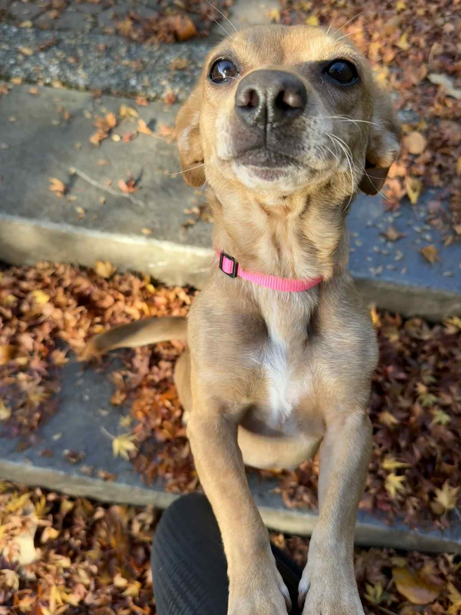 Libby A Young Female Dachshund Corgi image 3