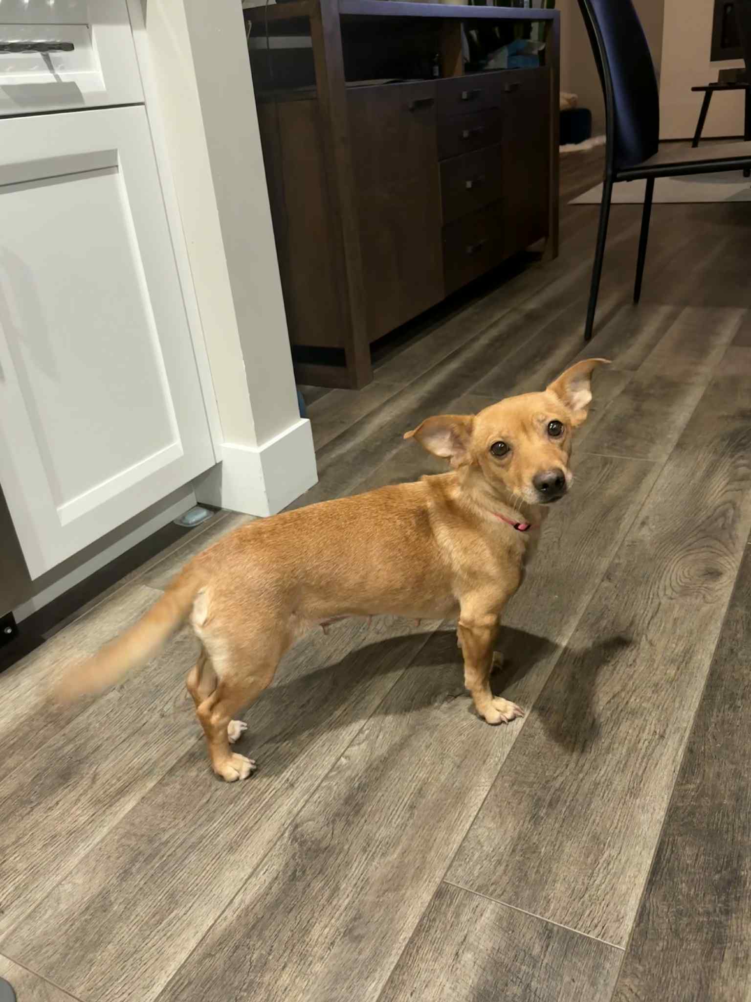 Libby A Young Female Dachshund Corgi