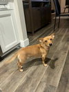 Libby, a young Female Dachshund Corgi - Photo 1