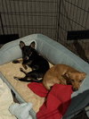 Libby, a young Female Dachshund Corgi - Photo 6
