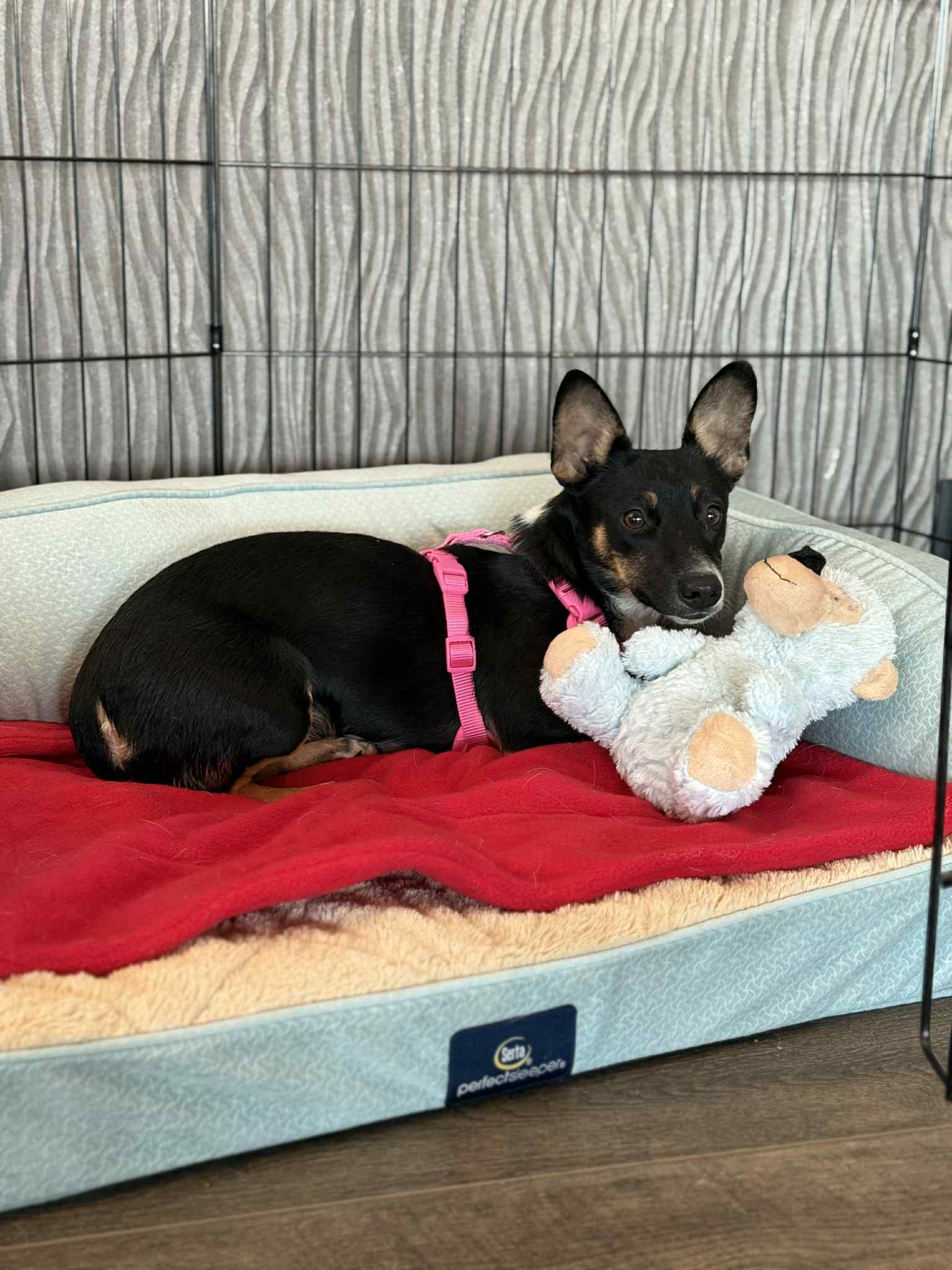 Lexxi A Female Dachshund-Corgi Mix