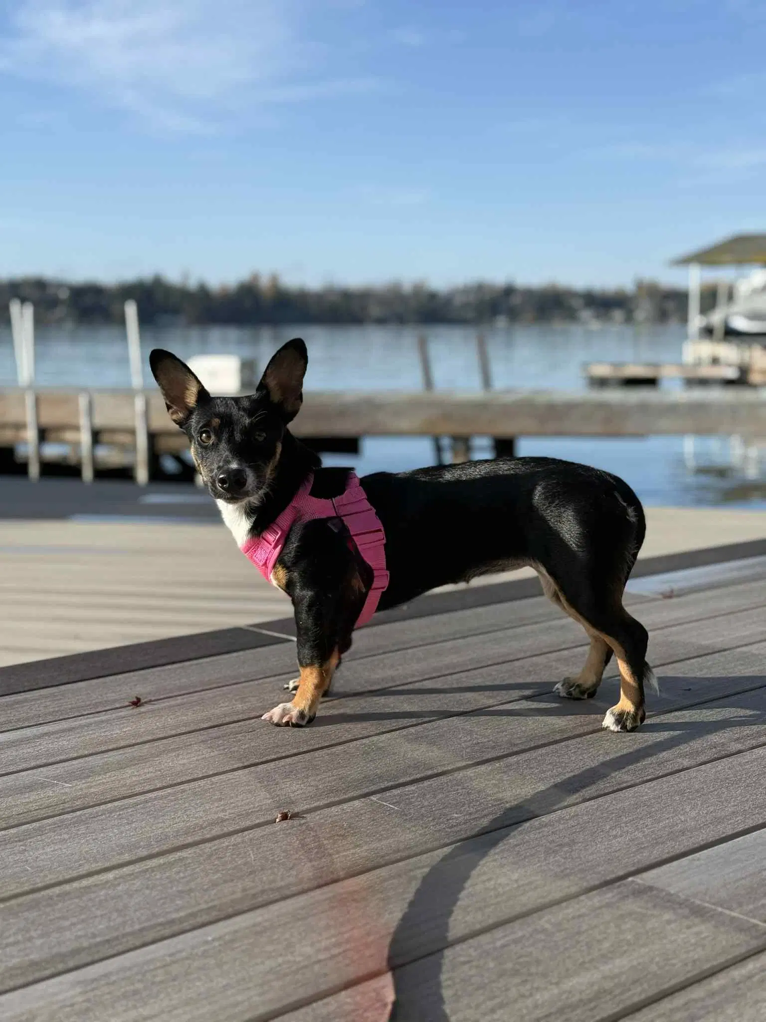 Lexxi A Female Dachshund-Corgi Mix image 3