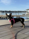 Lexxi, a female Dachshund-Corgi mix - Photo 2