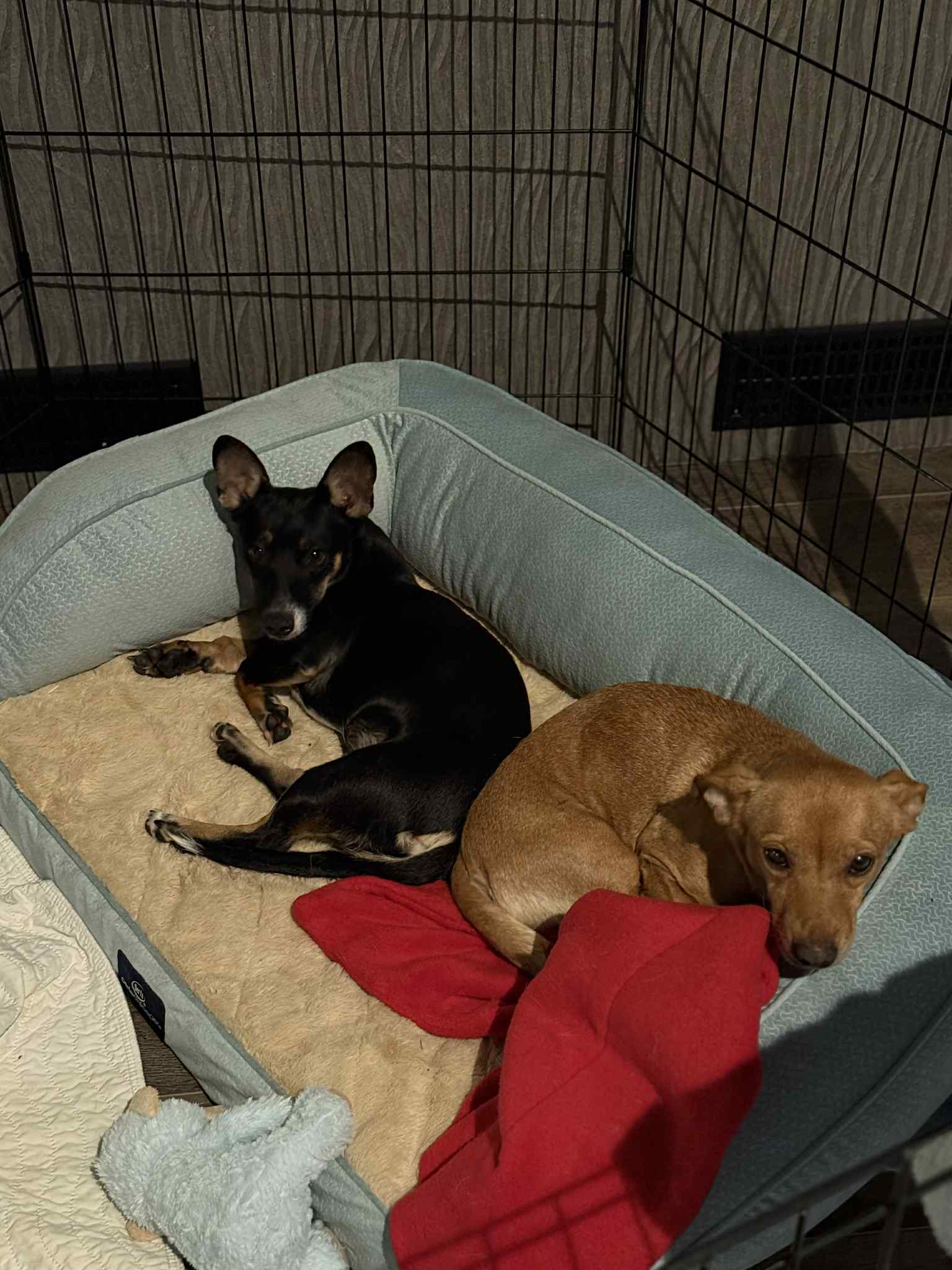Lexxi A Female Dachshund-Corgi Mix image 4