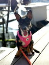 Lexxi, a female Dachshund-Corgi mix - Photo 4