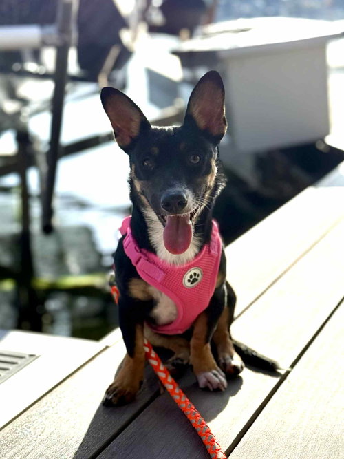 Lexxi, a female Dachshund-Corgi mix photo 4