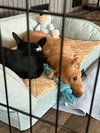 Lexxi, a female Dachshund-Corgi mix - Photo 5