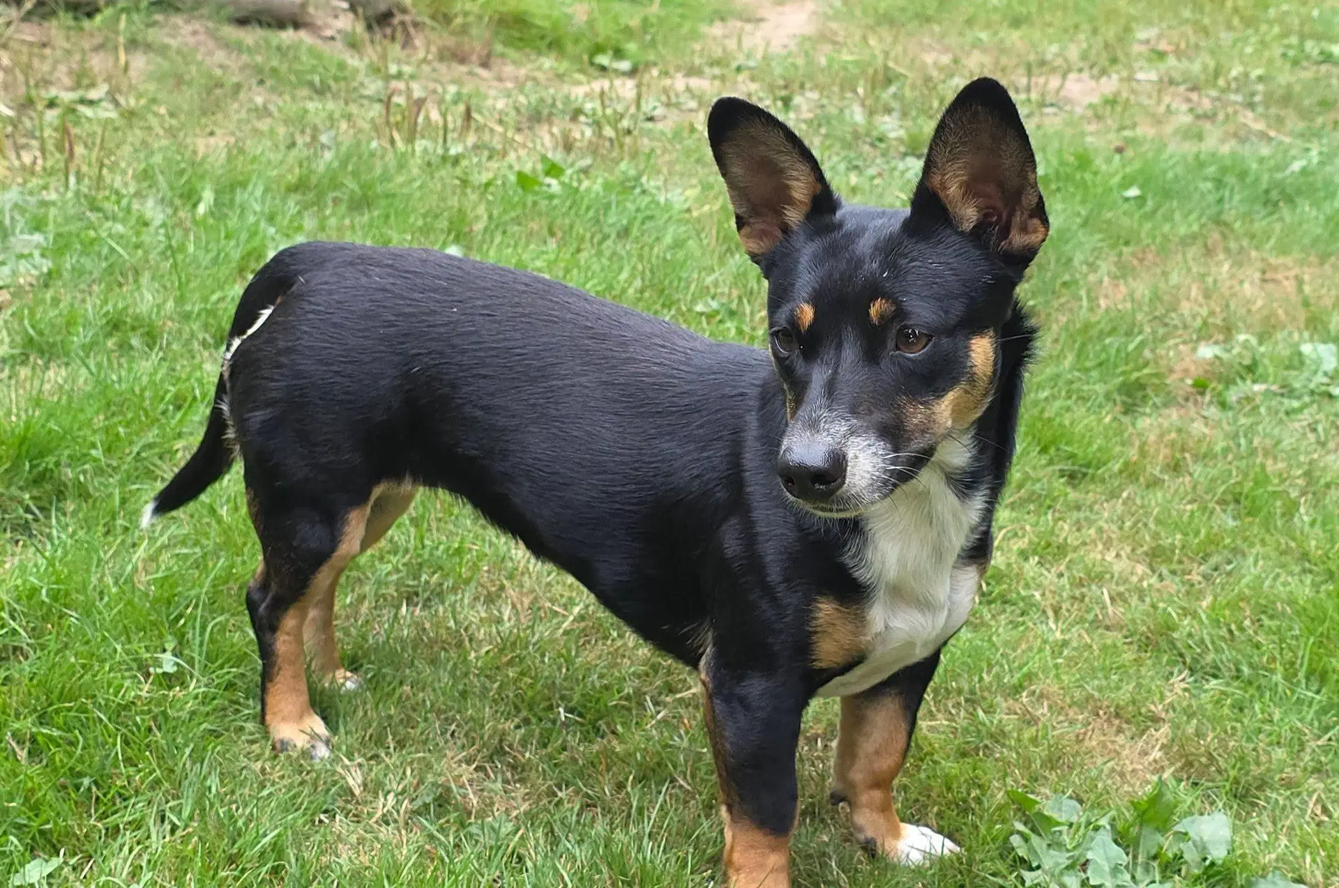 Lexxi A Female Dachshund-Corgi Mix image 2