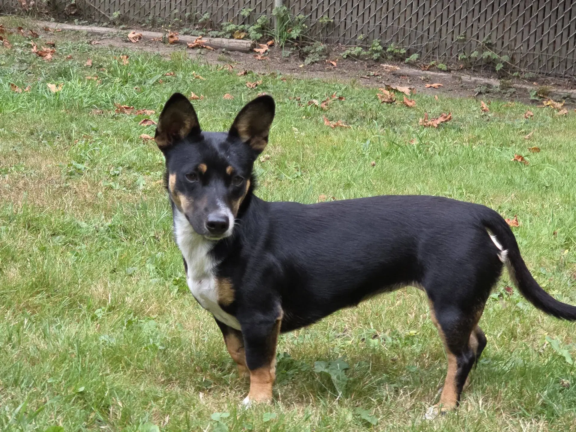 Lexxi A Female Dachshund-Corgi Mix image 3