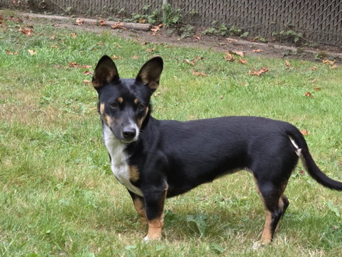 Lexxi, a female Dachshund-Corgi mix photo 2