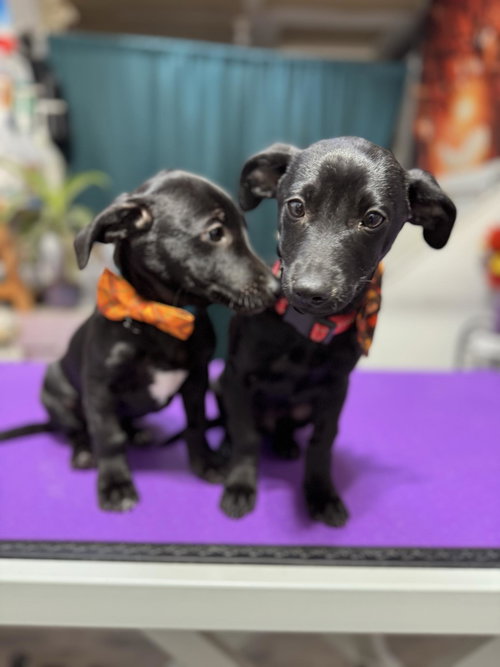 picture of the dog needing adoption