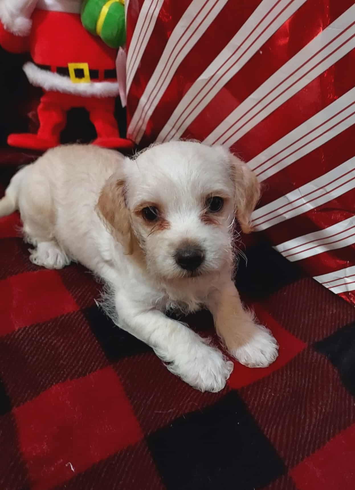 Panda a Poodle-Cairn Terrier mix puppy