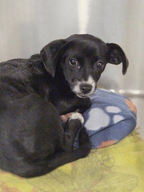 picture of the dog needing adoption